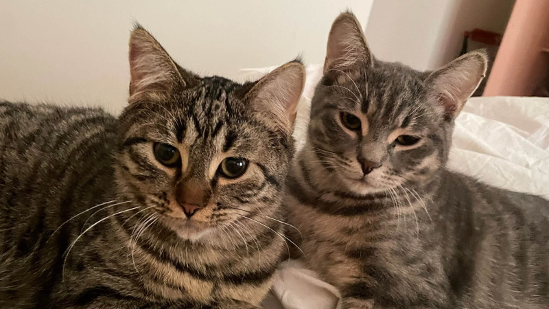 Tekir Kedi, Kedi bıdık ve kardeşi fotoğrafı