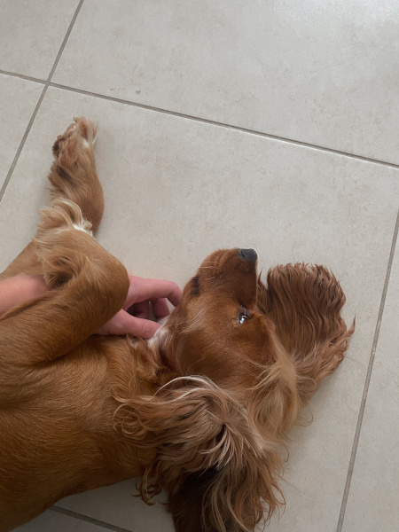 İngiliz Cocker Spaniel, Köpek Daisy fotoğrafı