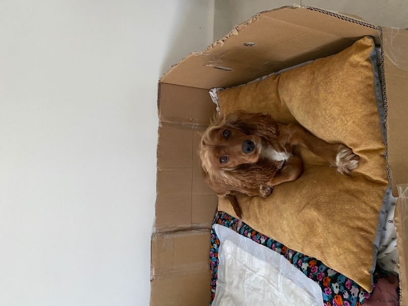 İngiliz Cocker Spaniel, Köpek Daisy fotoğrafı