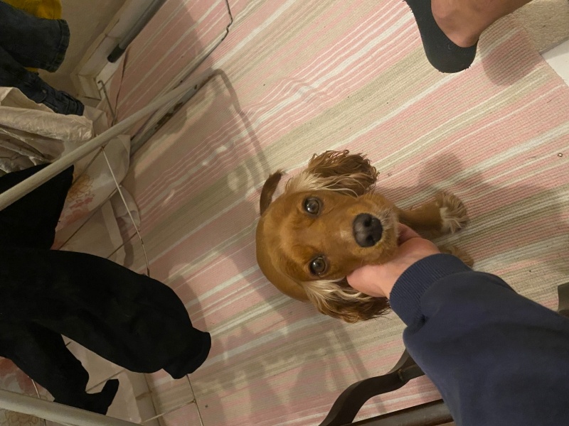 İngiliz Cocker Spaniel, Köpek Daisy fotoğrafı