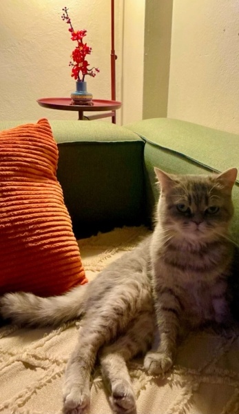 British Longhair, Kedi Hürrem fotoğrafı