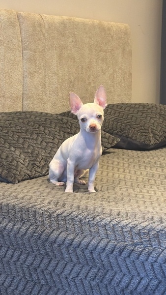 Chihuahua, Köpek Balık fotoğrafı