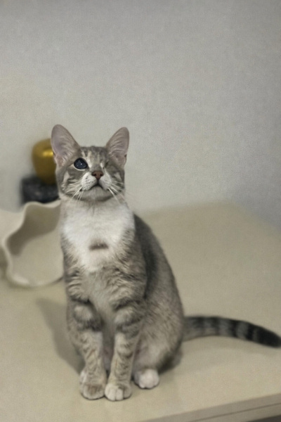 Tekir Kedi, Kedi Maya fotoğrafı