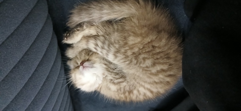British Shorthair, Kedi Minnoş fotoğrafı