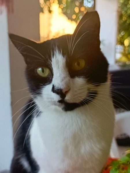 Tekir Kedi, Kedi Şakir fotoğrafı