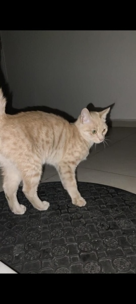 Sarman, Kedi Sarman fotoğrafı