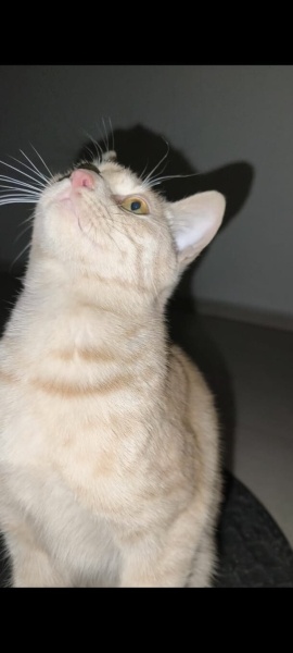 Sarman, Kedi Sarman fotoğrafı