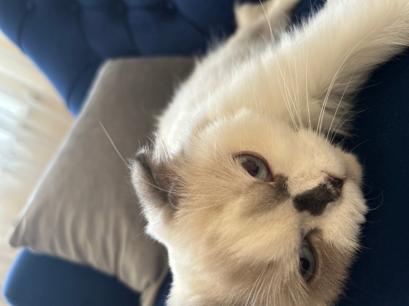 Scottish Fold, Kedi Sütlü fotoğrafı
