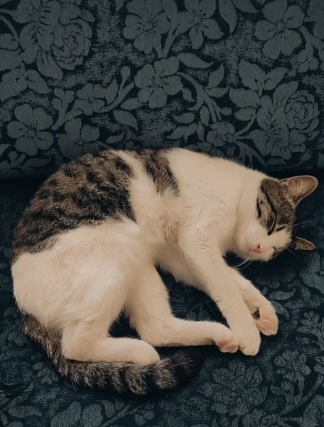 Tekir Kedi, Kedi Kavun fotoğrafı