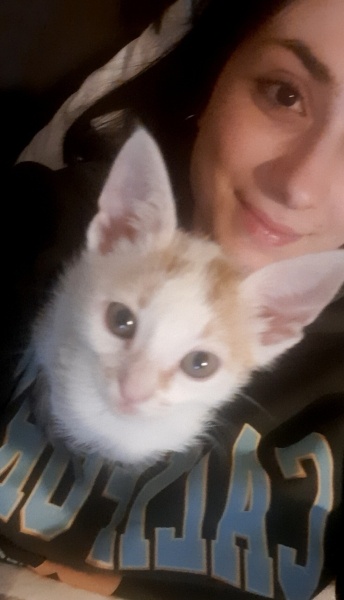 Tekir Kedi, Kedi Kekik fotoğrafı