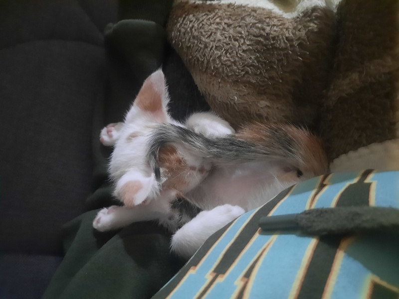 Tekir Kedi, Kedi Kekik fotoğrafı