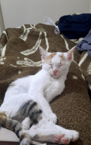 Tekir Kedi, Kedi Kekik fotoğrafı