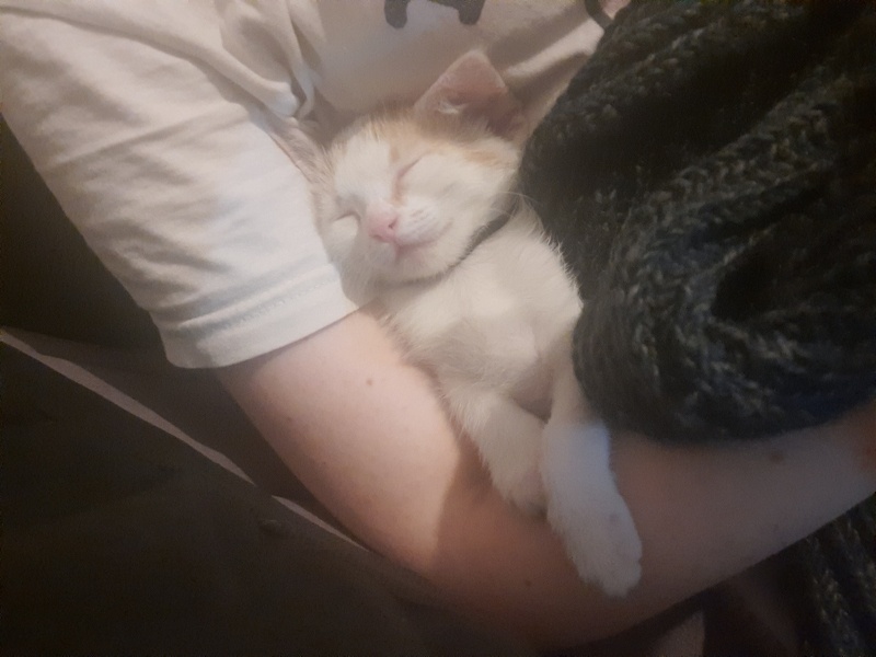 Tekir Kedi, Kedi Kekik fotoğrafı