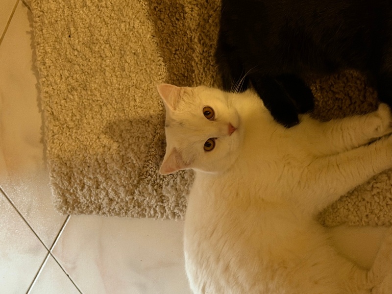British Shorthair, Kedi siyah ve beyaz fotoğrafı