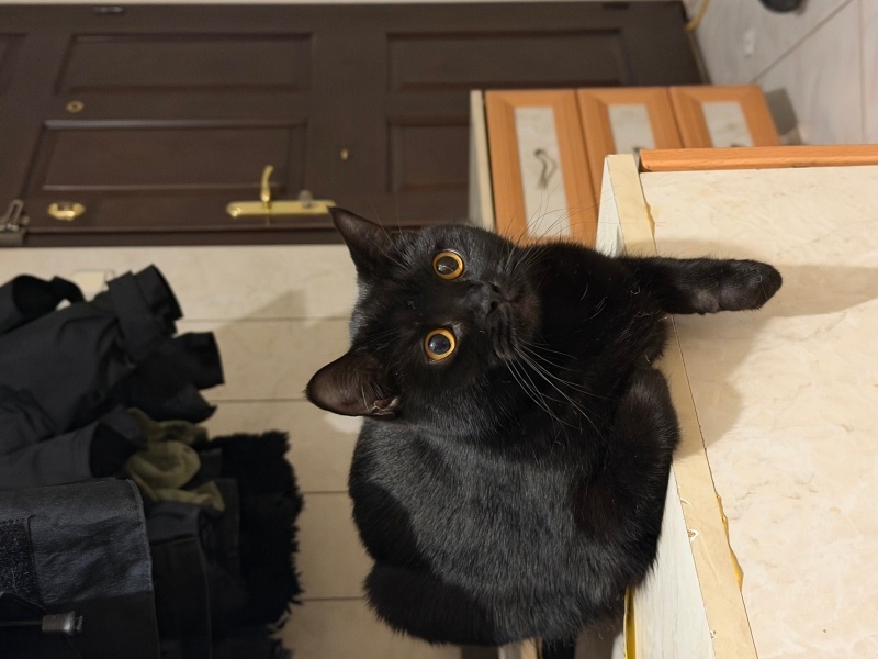 British Shorthair, Kedi siyah ve beyaz fotoğrafı