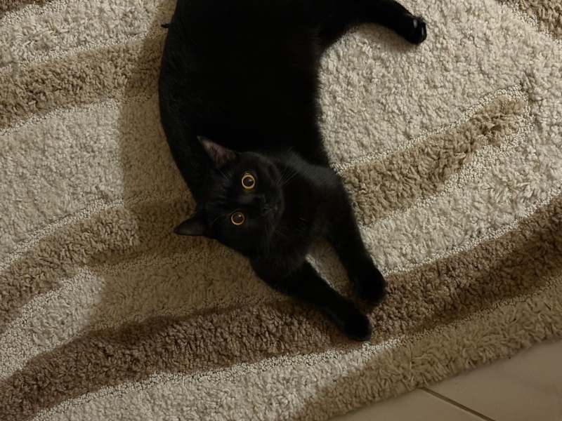 British Shorthair, Kedi siyah ve beyaz fotoğrafı