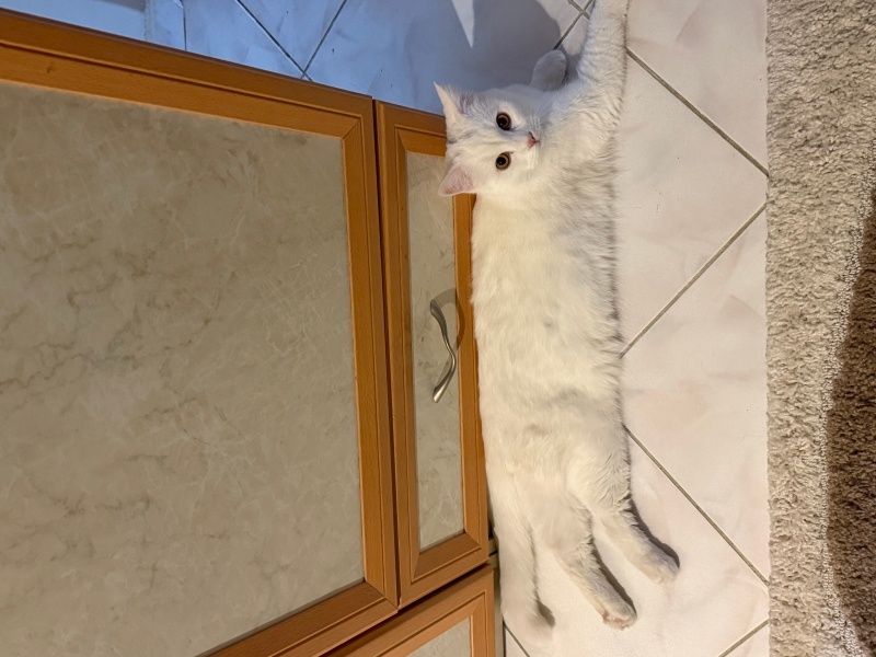 British Shorthair, Kedi siyah ve beyaz fotoğrafı