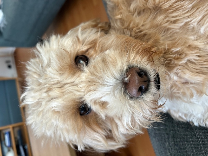 Poodle(Standart Kaniş), Köpek Coffee fotoğrafı