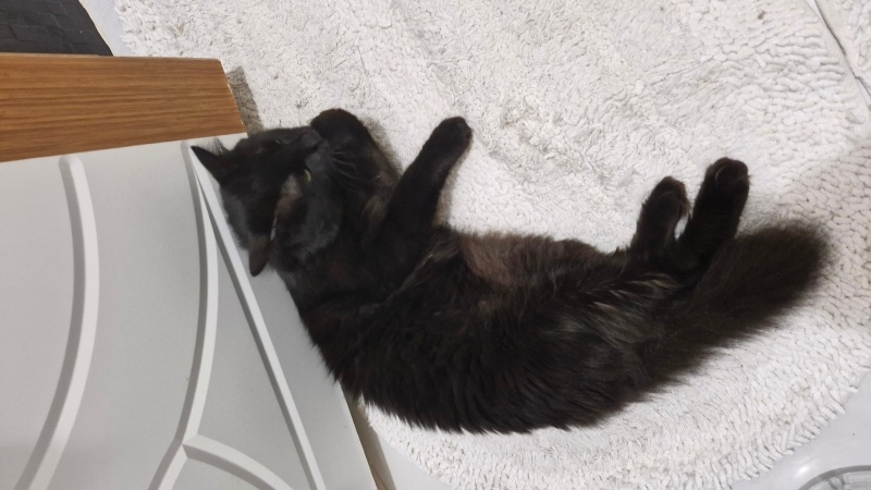 Bombay, Kedi Theo fotoğrafı