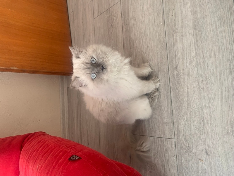 Siyam Kedisi, Kedi Koca kafa fotoğrafı