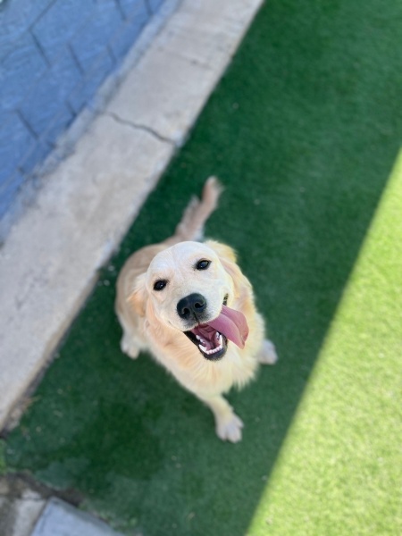 Golden Retriever, Köpek Daisy fotoğrafı