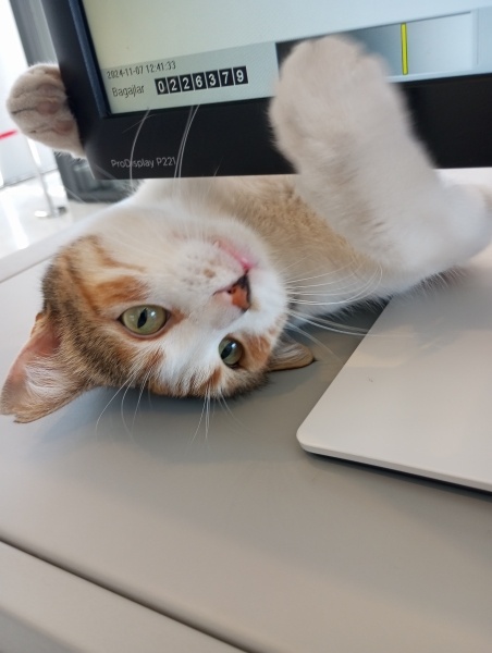 Soke, Kedi Şeker fotoğrafı