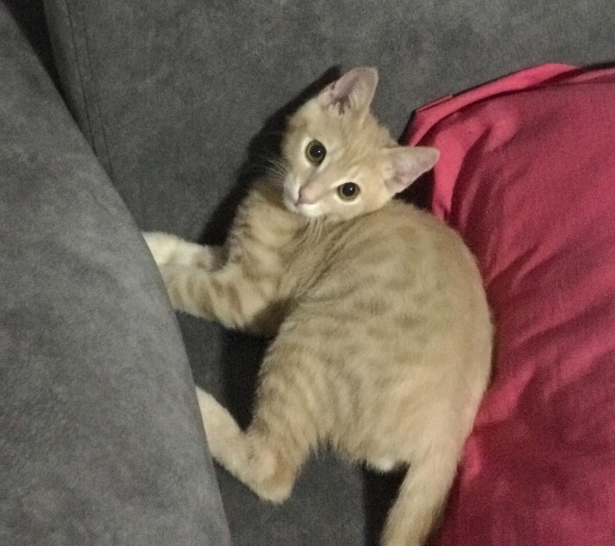 Sarman, Kedi Limon fotoğrafı