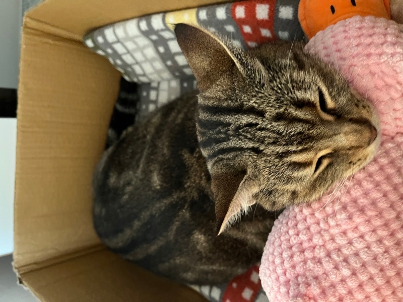 Tekir Kedi, Kedi Çetin fotoğrafı