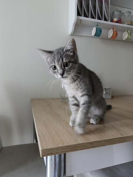 American Shorthair, Kedi Mia fotoğrafı