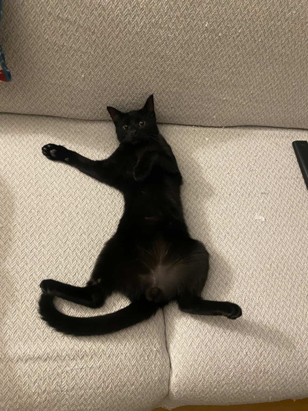 Bombay, Kedi Kara böcük fotoğrafı