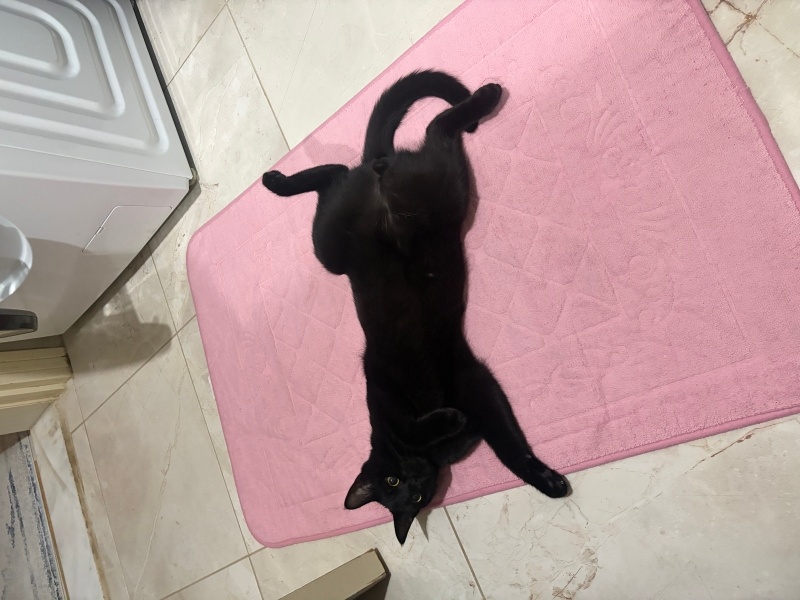 Bombay, Kedi Kara böcük fotoğrafı