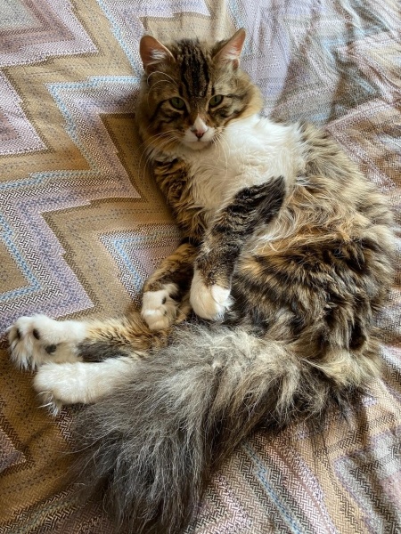 Tekir Kedi, Kedi Jesus fotoğrafı