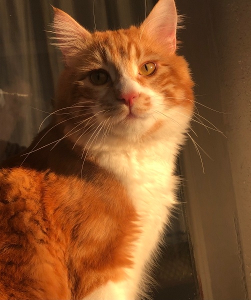 Sarman, Kedi minik fotoğrafı