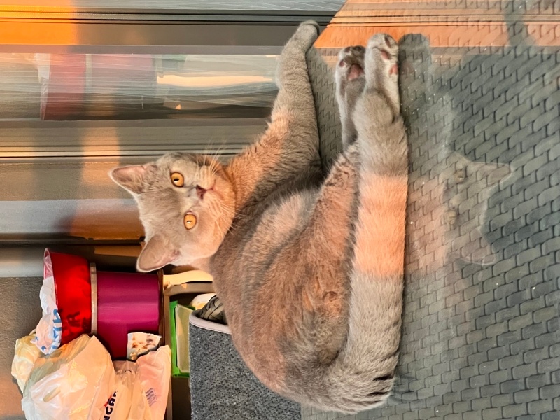 British Shorthair, Kedi Duman fotoğrafı