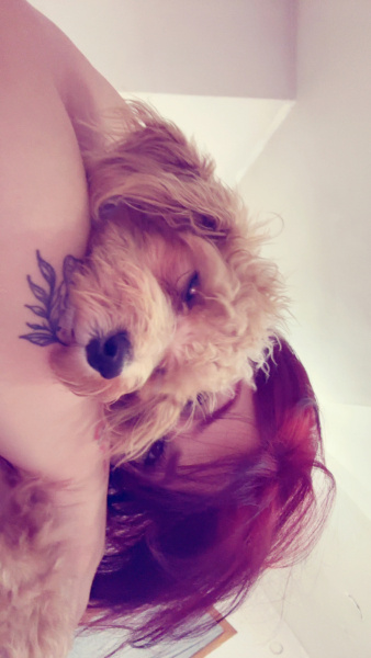 Maltese, Köpek Mars fotoğrafı