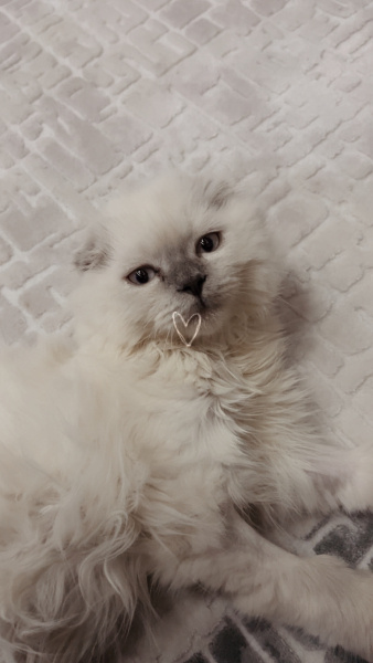 Scottish Fold, Kedi Boncuk fotoğrafı