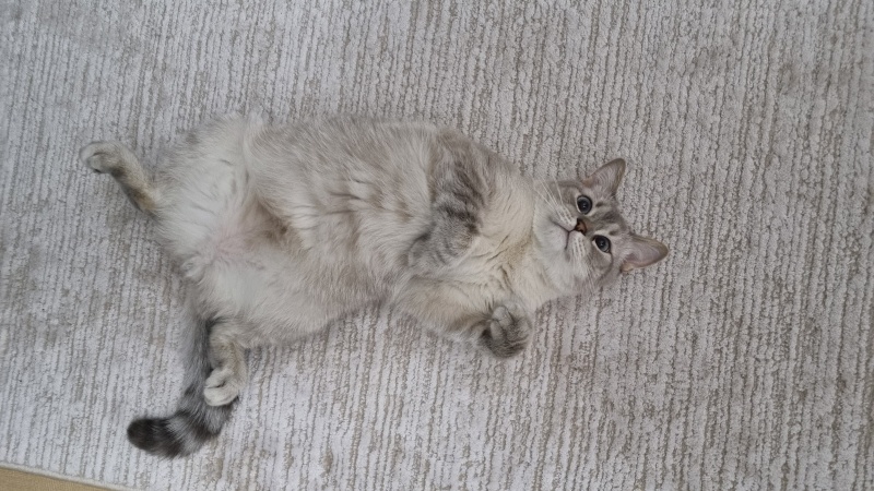 British Shorthair, Kedi Rio fotoğrafı