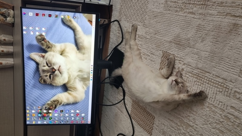 British Shorthair, Kedi Rio fotoğrafı