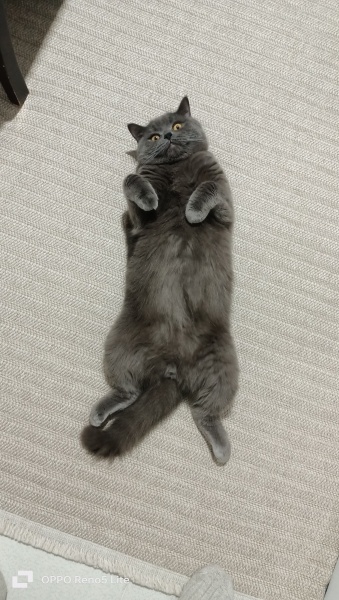 British Shorthair, Kedi Marcus fotoğrafı
