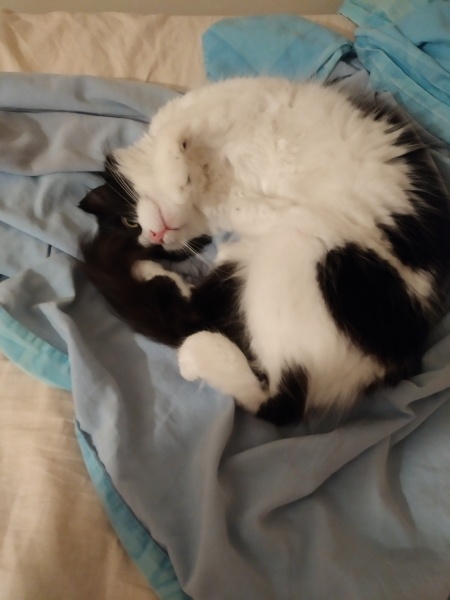 Tekir Kedi, Kedi Yumoş fotoğrafı