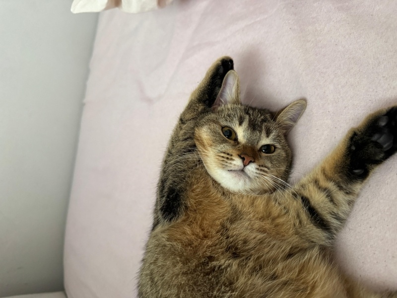 British Shorthair, Kedi Balkız fotoğrafı