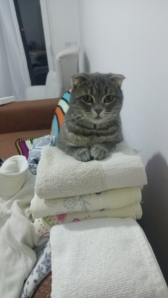 Scottish Fold, Kedi Şahika fotoğrafı