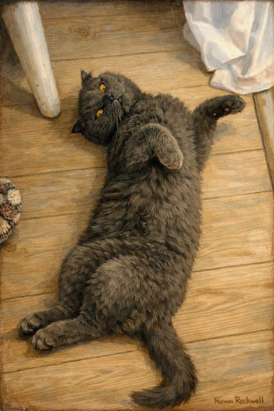 Scottish Fold, Kedi Oscar fotoğrafı