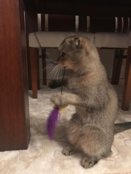 Scottish Fold, Kedi Luna fotoğrafı