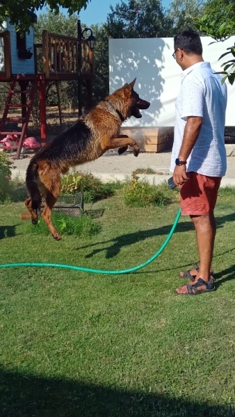 Alman Çoban Köpeği, Köpek REX fotoğrafı