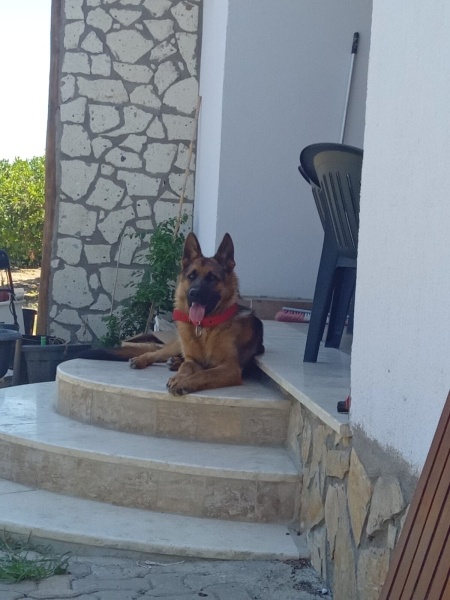 Alman Çoban Köpeği, Köpek REX fotoğrafı