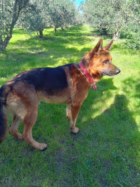 Alman Çoban Köpeği, Köpek REX fotoğrafı
