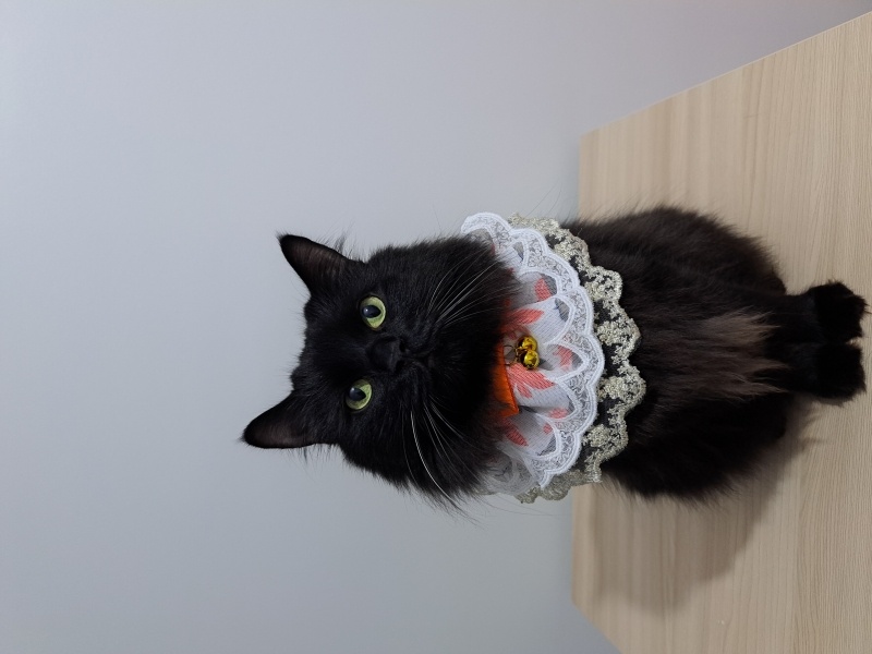 British Longhair, Kedi BAGHEERA fotoğrafı