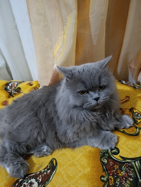 British Longhair, Kedi Luna fotoğrafı