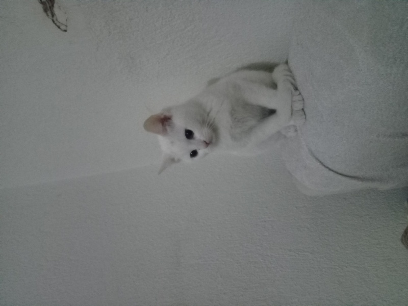 Ankara Kedisi, Kedi Pamuk fotoğrafı